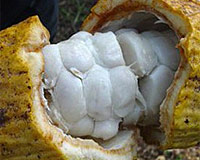 Cocoa beans with pulp