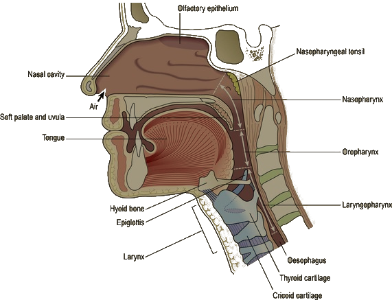 Nasal cavity and the pathway of air