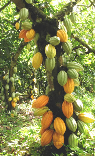 Theobroma cacao tree